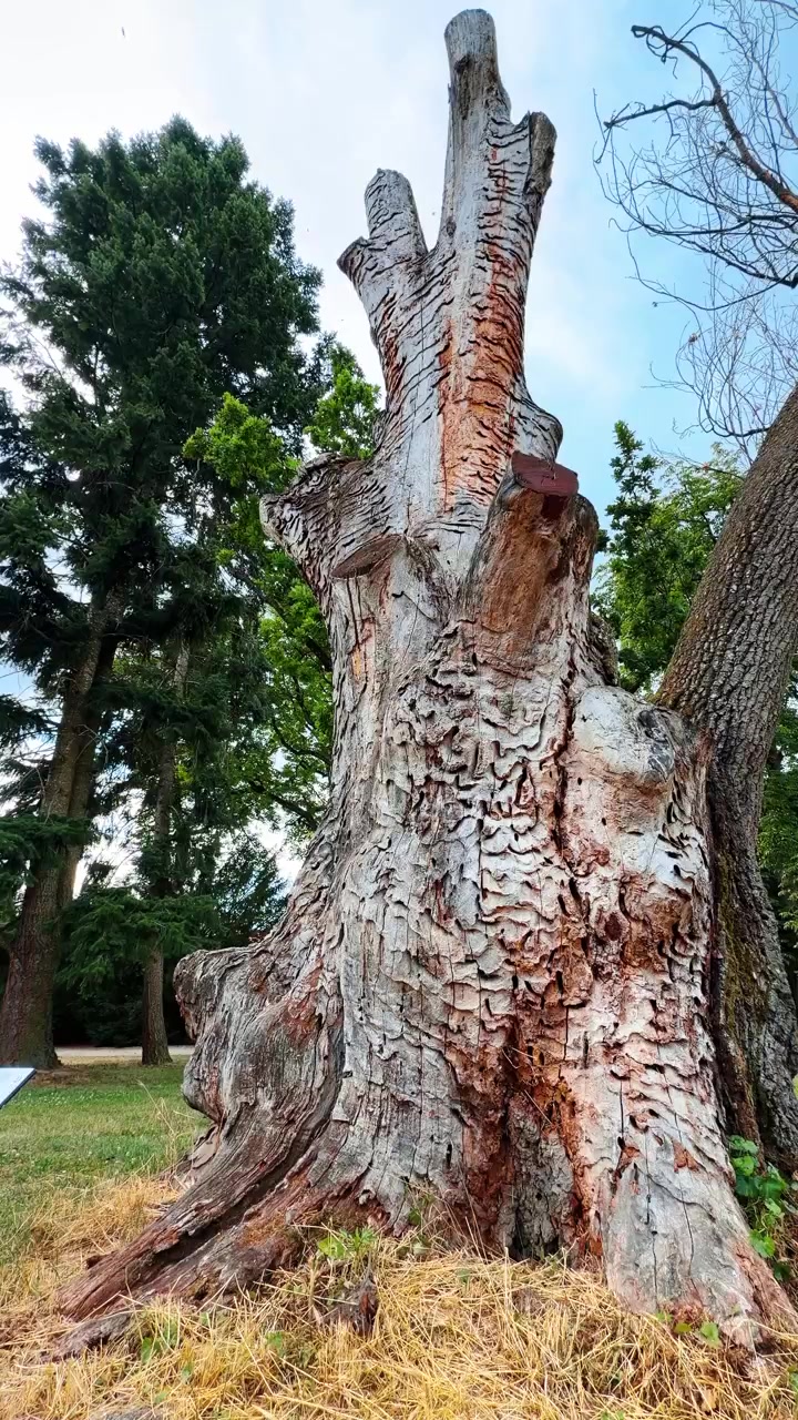 Parkta duran yaşlı ağaç gövdesi. Pürüzlü kabuklu büyük bir ağaç gövdesi, gündüz vakti bir halk parkında yer alıyor. Yakınındaki çimenler ve diğer ağaçlar onu çevreliyor.
