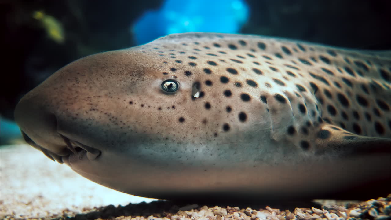 Primo piano di uno squalo zebra nell'acqua