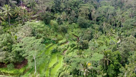 Ubud-rice-terraces-overgrown-with-tropical-forest-in-Bali-island,-aerial-view