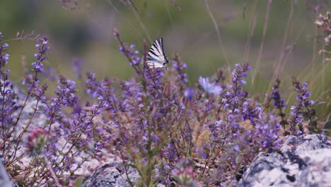 a delicate butterfly rests on lavender flowers in a blooming meadow.
