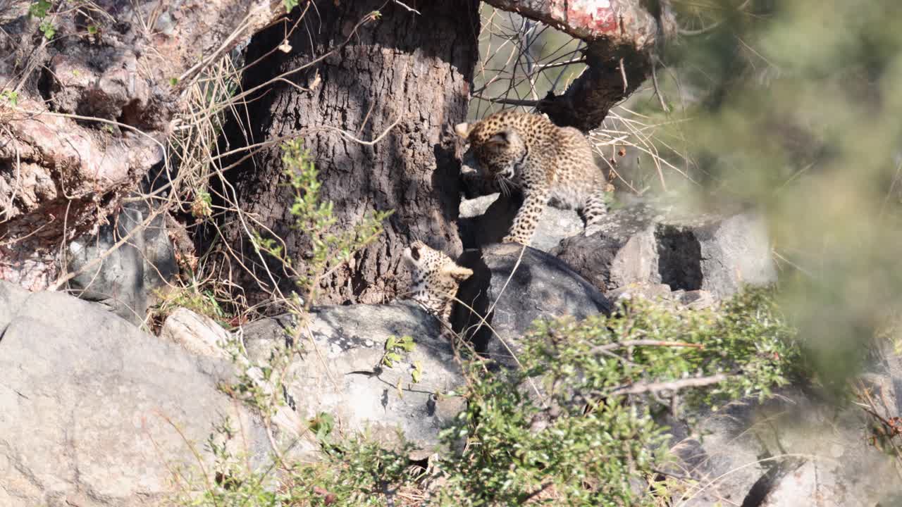 Cute Leopard cub siblings play with each other in shade of large tree