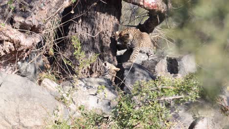 cute leopard cub siblings play with each other in shade of large tree