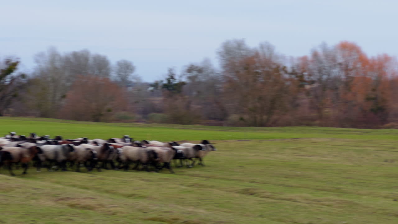 Flocking sheep go by the meadow at daytime. Pasturing the livestock in autumn in the countryside.