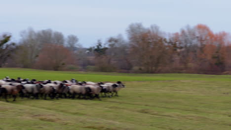 flocking sheep go by the meadow at daytime. pasturing the livestock in autumn in the countryside.