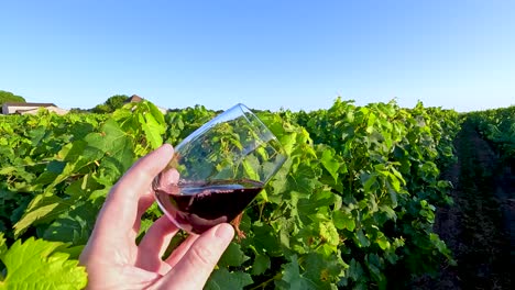 hand holding wine glass in lush vineyard