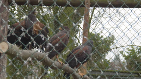 Varios-Halcones-De-Harris-Sentados-Y-Mirando-Alrededor-En-Una-Jaula-De-Pájaros---Cerrar