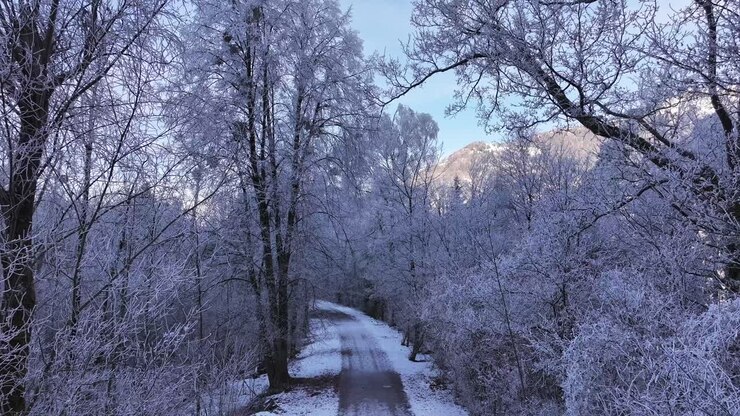 A tranquil winter scene near Walenstadt, Switzerland, featuring a snow-covered road bordered by frosty trees, offering a serene path through the peaceful landscape