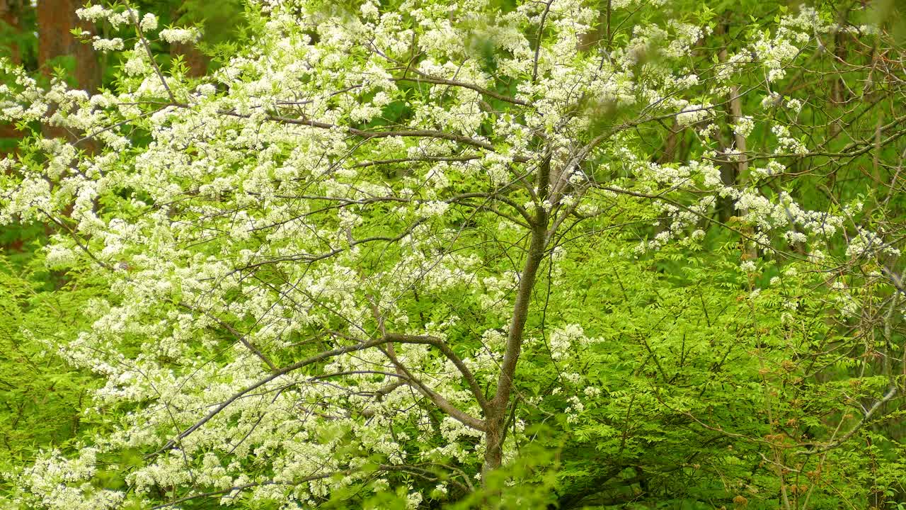 Cape May Warbler Perched in a Tree During Spring