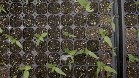 muchos pequeños brotes que crecen en un semillero grande - inclínelo hacia arriba