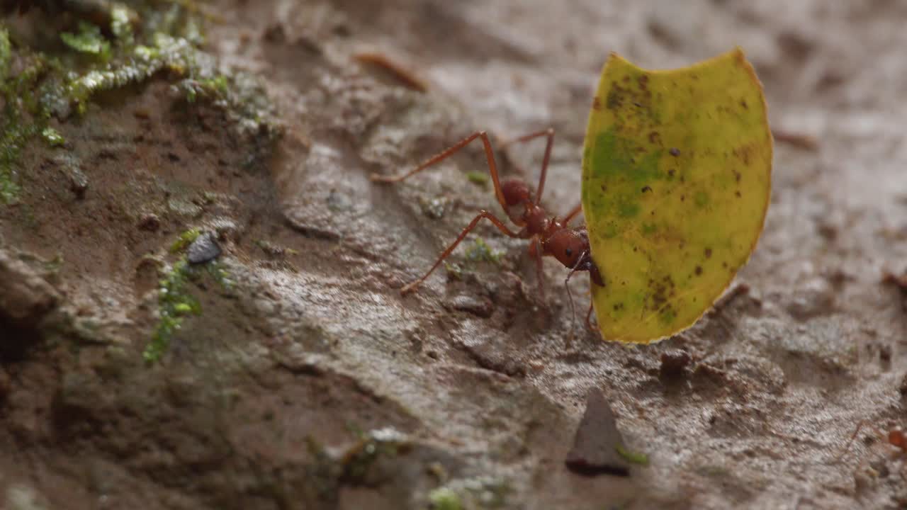 A leaf cutter ant carries piece of green leaf, front following shot