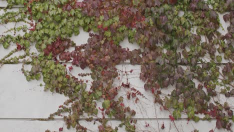 red and green vines on white wall