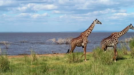 foto de dos jirafas caminando elegantemente frente al lago manyara