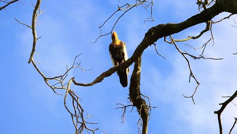 buff-necked ibis in bare tree against blue clear sky - low angle