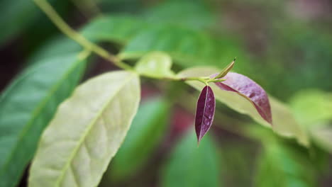 Macro-footage-of-rare-Guayusa-Plant-with-purple-leaves-during-daylight-in-jungle-of-Ecuador