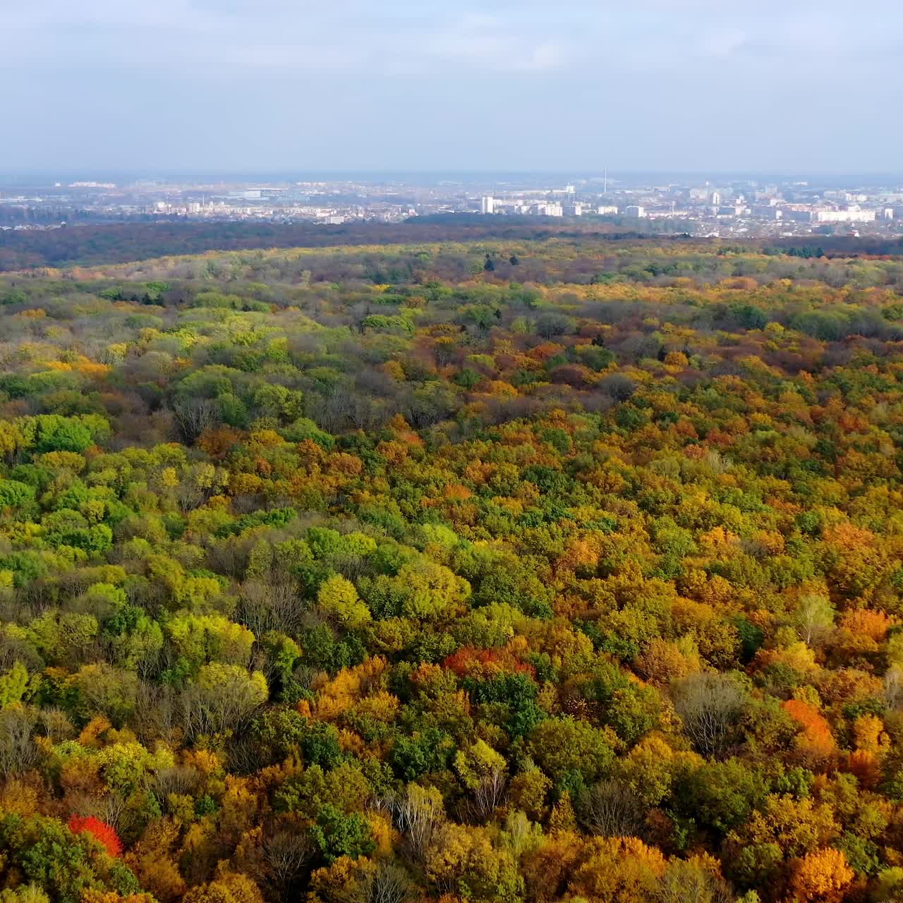 Top autumn wood. Beautiful nature background. Autumn forest with colorful trees. Trees with bright foliage. Deciduous forest in the fall. Aerial top view