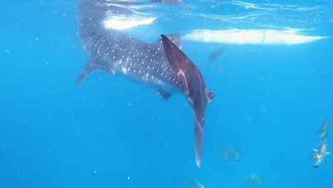 buceo con tiburones ballena en la isla de pacijan, filipinas