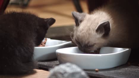 two young cats eat from dinner bowls on ground, 4k