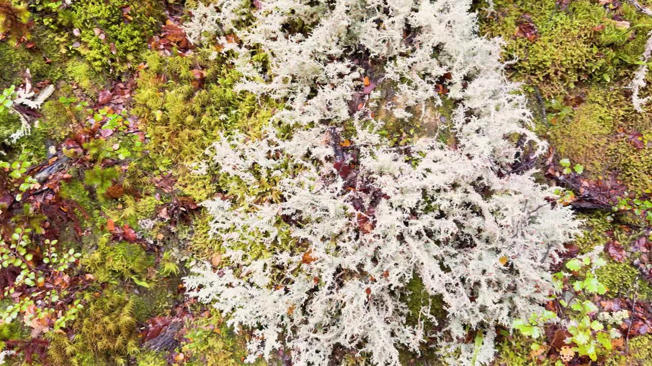 Overhead camera smoothly glides above vibrant moss and lichen in temperate Glenorchy forest