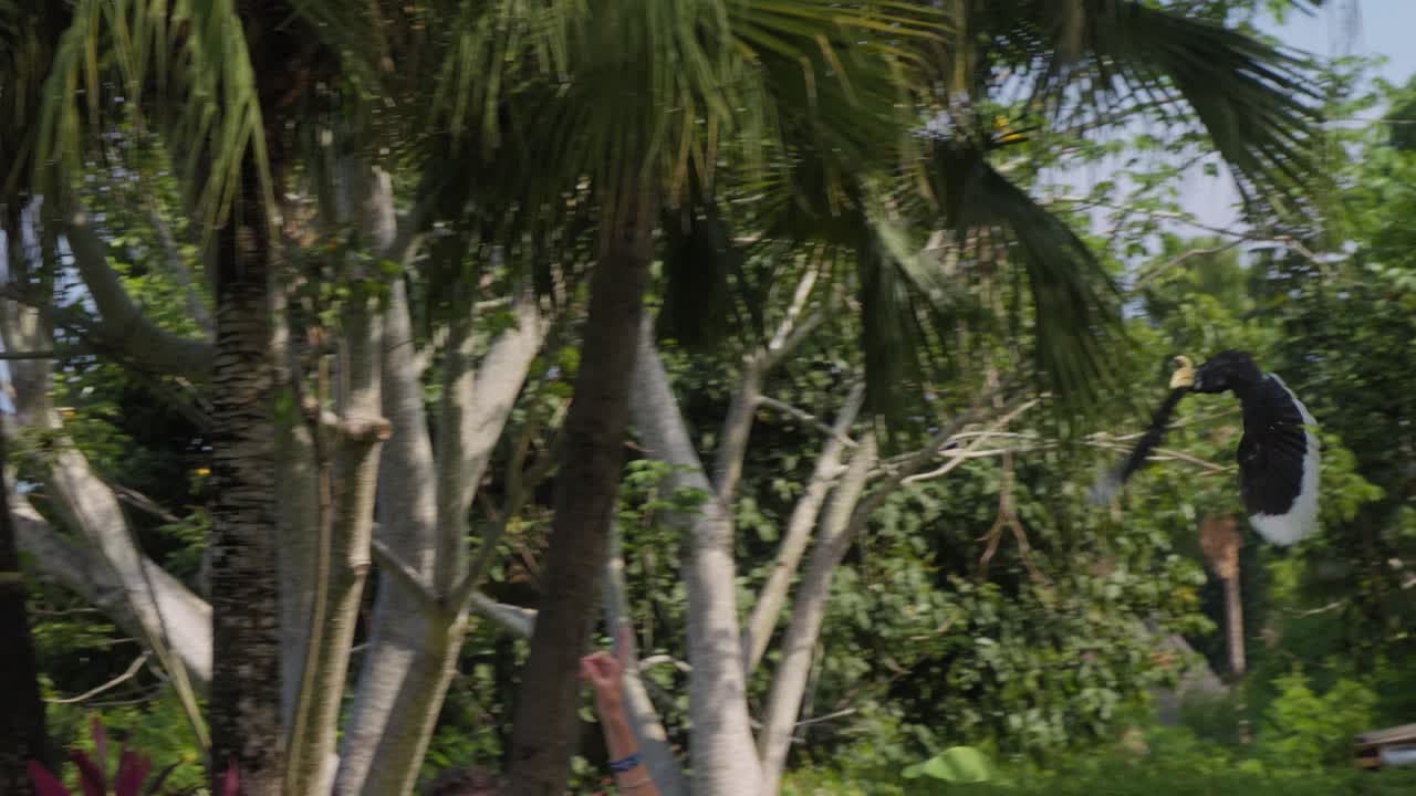 el cuerno de pied oriental en vuelo. disparo de seguimiento