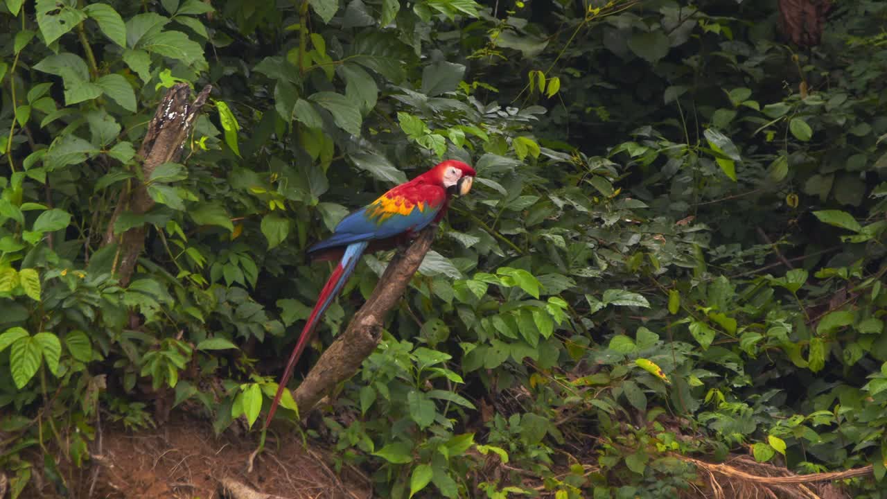 un solo guacamayo escarlata se sienta en un tronco de madera viendo a otros volar en la arcilla de chuncho con fondo de bosque