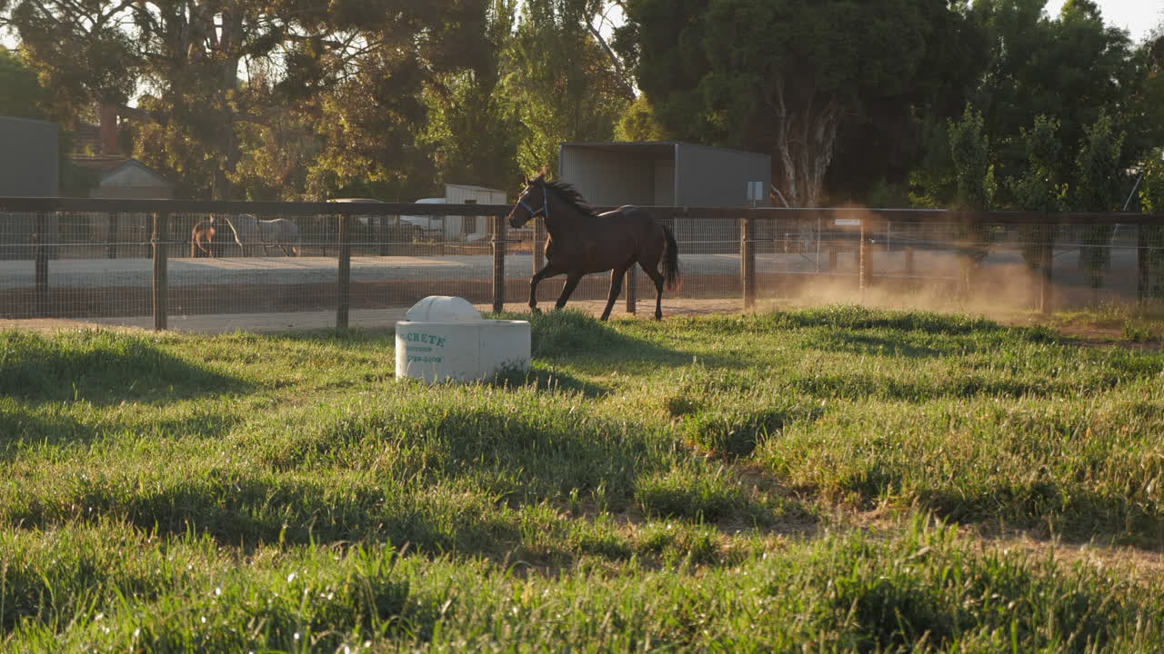 caballo maníaco en el campo corriendo bajo la increíble luz del sol
