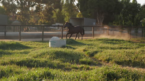 manic horse in field running in amazing sunlight