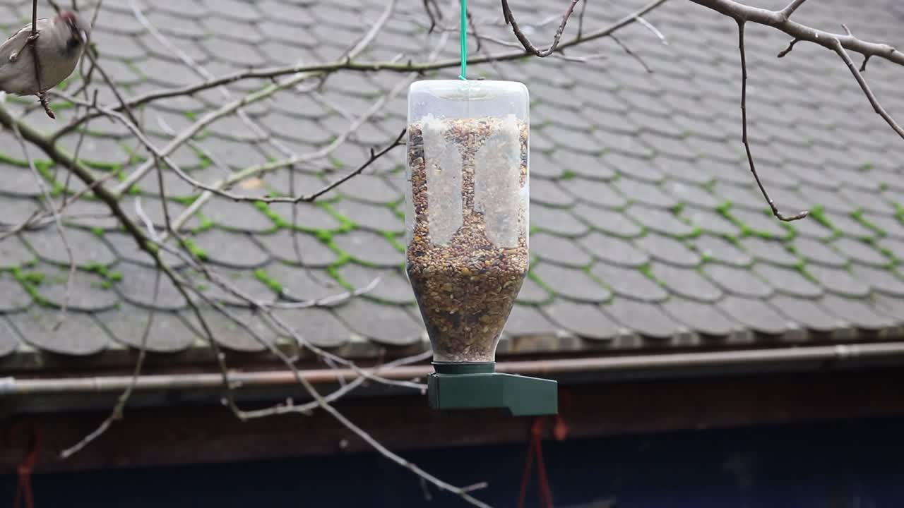 Sparrows are eating from the feeder