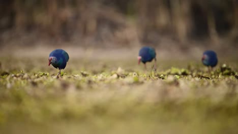 the  grey headed swamphens feeding in morning