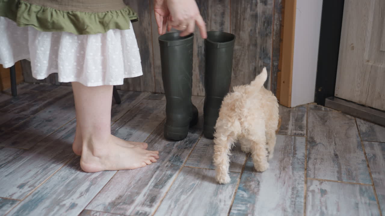 Leg view of owner removing black work boots and placing them in corner of rustic wooden floor while curious beagle dog wanders around threshold inside cozy, plant decorated home under natural light