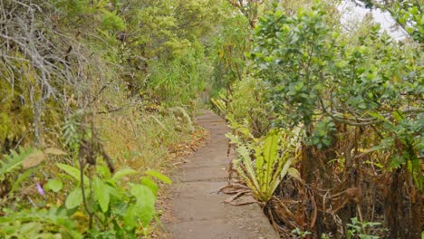 Trail-crossing-the-forest