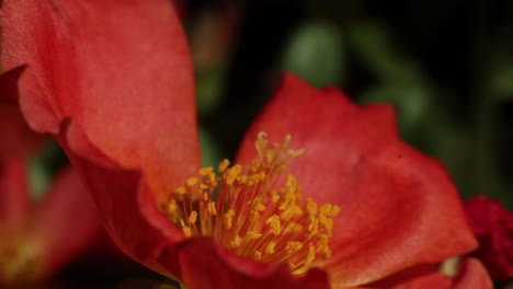 close view of vibrant orange flower with intricate yellow stamens displaying nature's beauty in a sunny garden setting