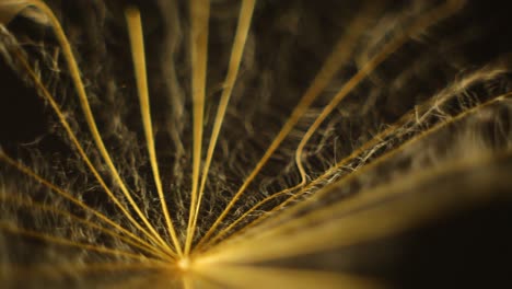 rotating green leaves and dandelion macro shot slow spinning