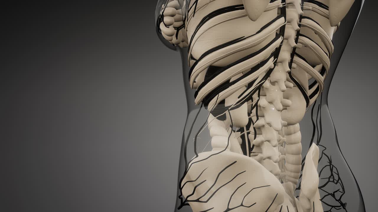 vasos sanguíneos del cuerpo humano