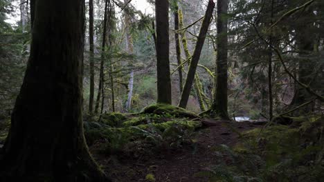 Forward-shot-of-beautiful-moss-forest-during-daylight-in-Washington-State