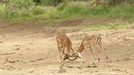 two male impala lock horns while fighting in masai mara national park, kenya