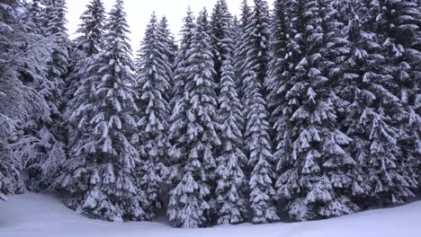 man walking in the snow at the edge of a pine tree forest and looking for a spot to camp during snowfall