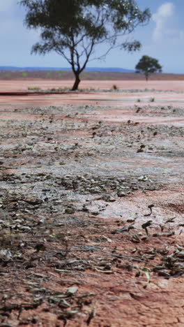 red dirt landscape with trees in the background