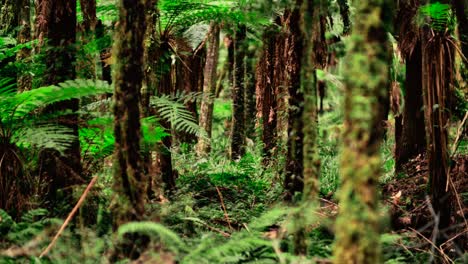 exuberante maleza verde en el clásico bosque de helechos en nueva zelanda