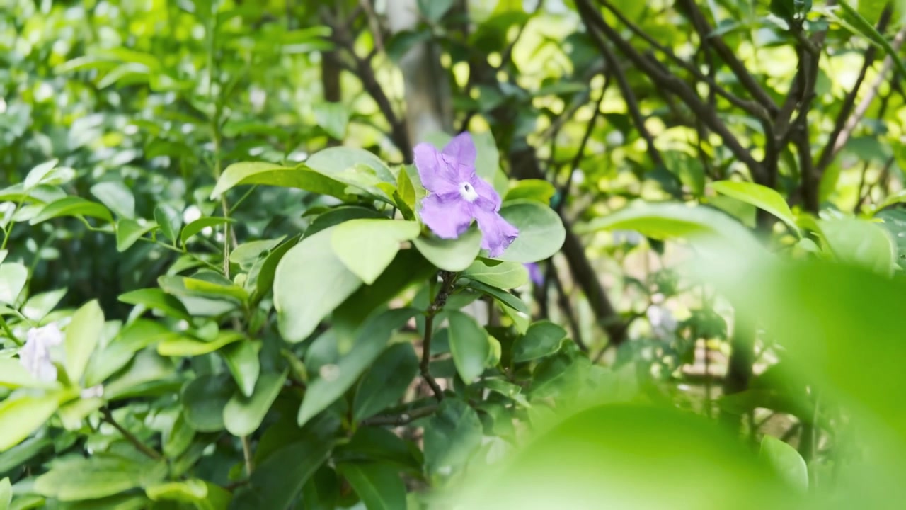 Singolo Fiore di Brunfelsia Viola che Fiorisce in un Rigoglioso Giardino Verde