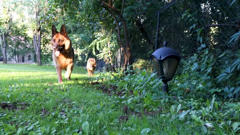 two german shepherd dogs running back and forth in the garden with a fence and a sunlight in the foreground