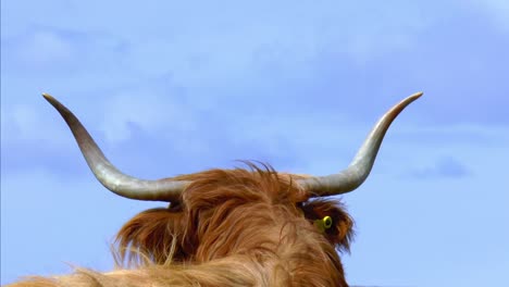 back of a head of a highland cow with huge horns