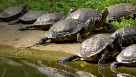 wide view of a large group of yellow-bellied sliders