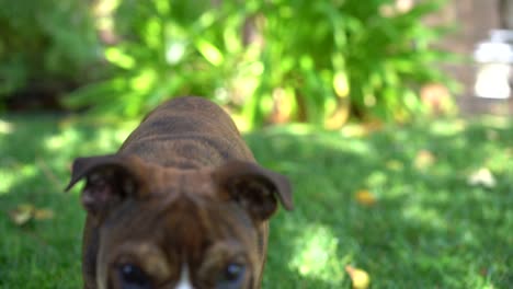 cute-puppy-dog-playing-in-yard