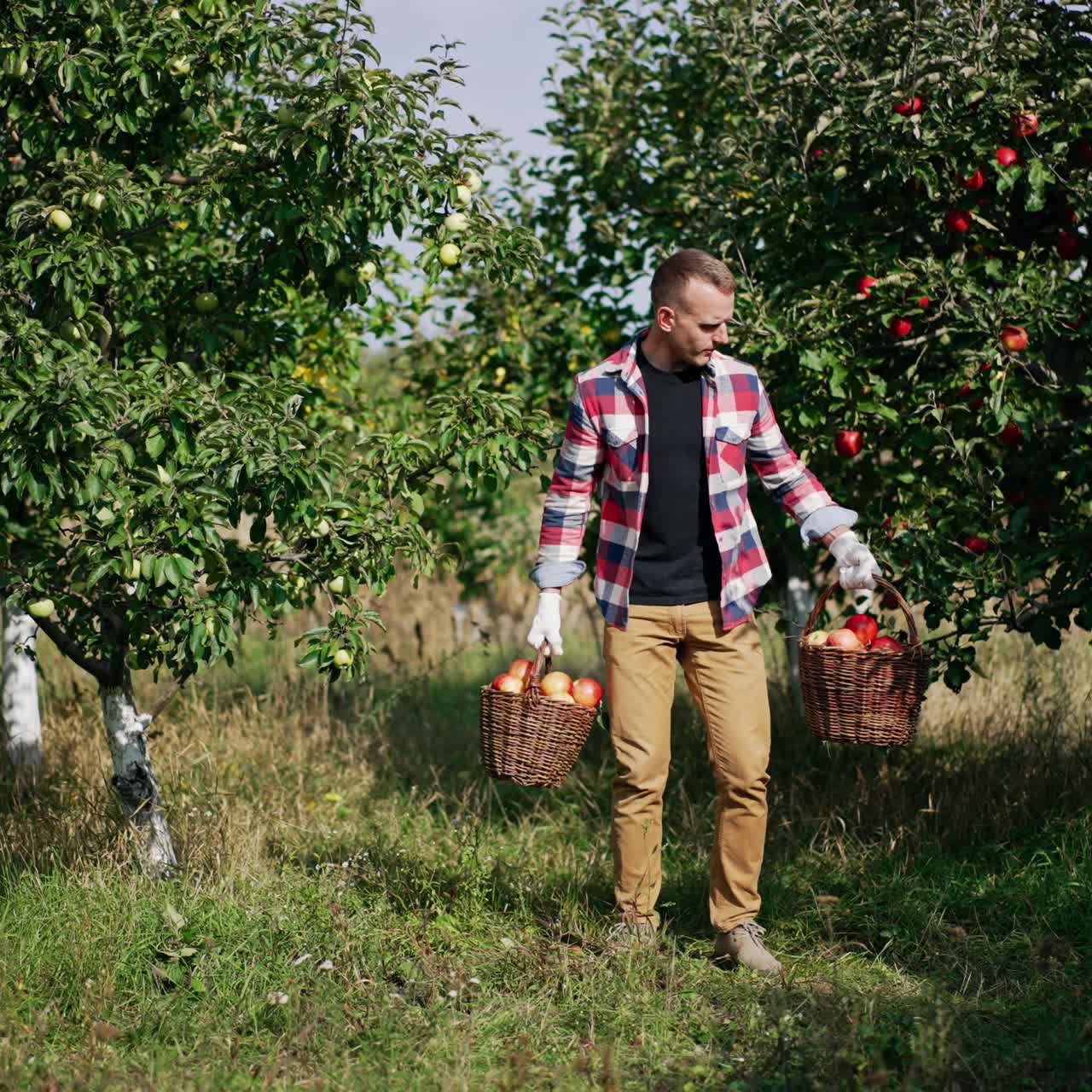 Harvesting season in apple garden on beautiful sunny day. Man in chequered shirt takes two full baskets of ripe fruit