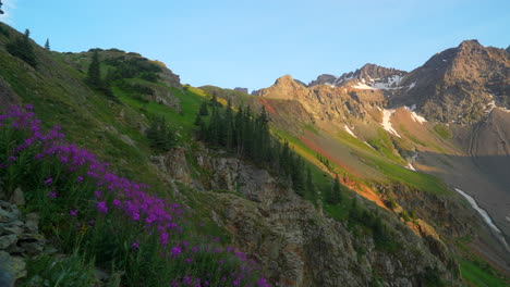 Purple-wild-flowers-Mount-Sniffels-Peaks-Wilderness-Upper-Blue-Lake-Colorado-summer-snow-melting-top-of-Rocky-Mountain-stunning-light-golden-hour-sunset-Silverton-Telluride-14er-cinematic-pan-right