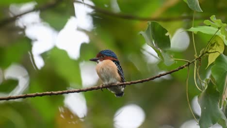 Un-Joven-Macho-Posado-En-Una-Rama-Horizontal,-Martín-Pescador-Con-Bandas-Lacedo-Pulchella,-Parque-Nacional-Kaeng-Krachan,-Tailandia