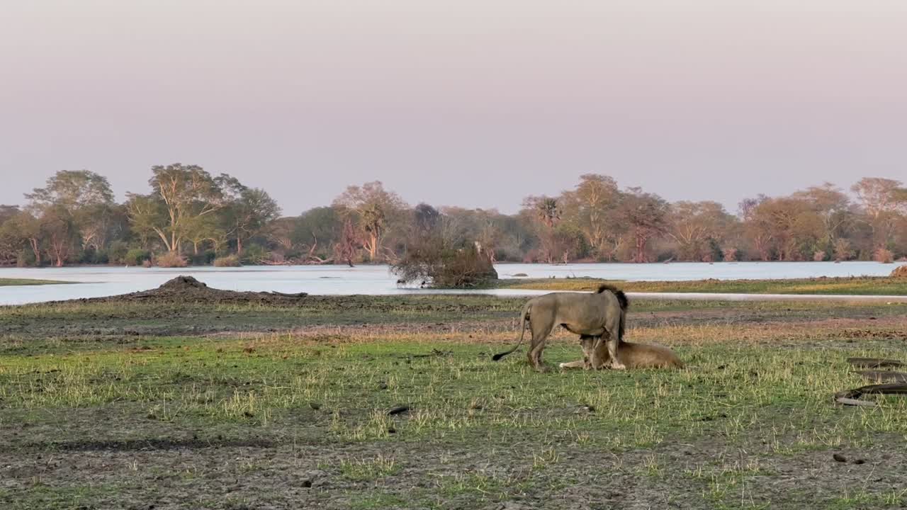 Male lion approaching a female in the hope of mating. Shire river, Liwonde National Park, Malawi.