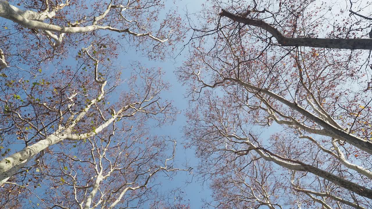 Bare Tree Branches Against a Clear Blue Sky