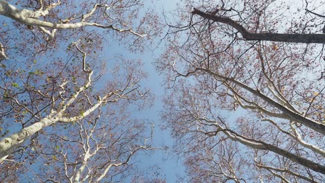 bare tree branches against a clear blue sky