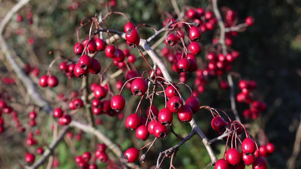 Primo piano di bacche di biancospino (Crataegus monogyna) sull'albero a dicembre. Isole britanniche